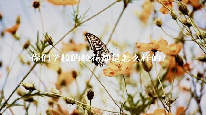 你们学校的校花都是怎么样的？